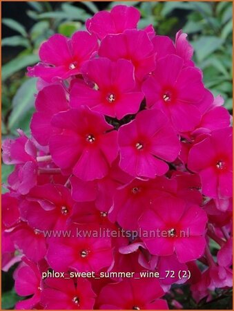 Phlox &#39;Sweet Summer Wine&#39;