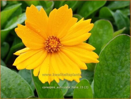 Coreopsis auriculata &#39;Nana&#39;