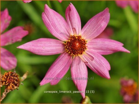 Coreopsis &#39;Limerock Passion&#39;