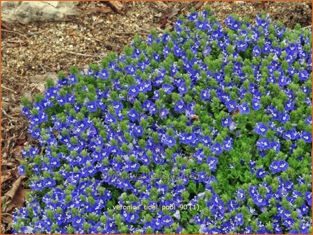 Veronica &#39;Tidal Pool&#39;