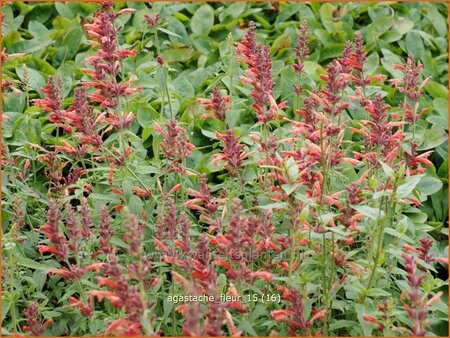 Agastache &#39;Fleur&#39;