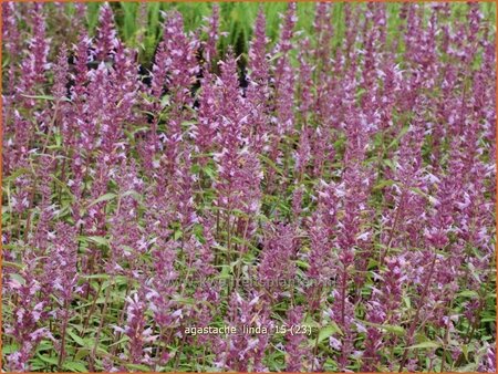 Agastache &#39;Linda&#39;