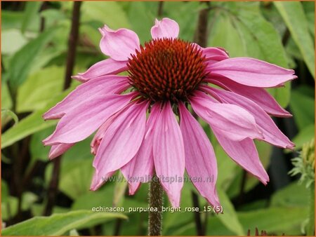 Echinacea purpurea &#39;Bright Rose&#39;