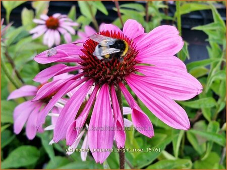 Echinacea purpurea &#39;Bright Rose&#39;