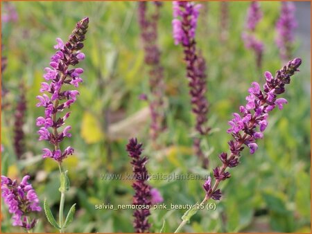 Salvia nemorosa &#39;Pink Beauty&#39;