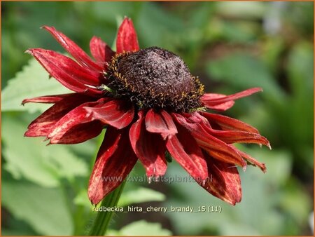 Rudbeckia hirta &#39;Cherry Brandy&#39;