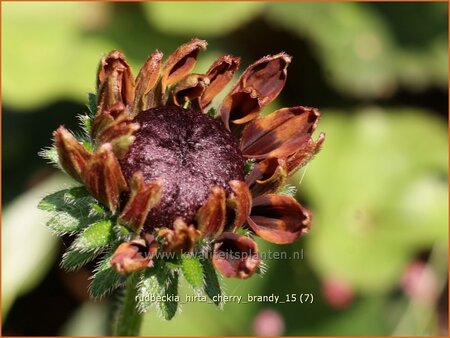 Rudbeckia hirta &#39;Cherry Brandy&#39;