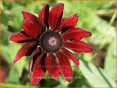 Rudbeckia hirta &#39;Cherry Brandy&#39;