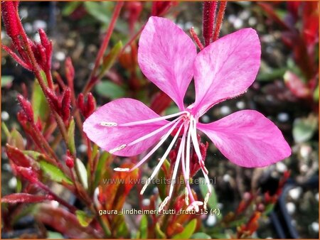 Gaura lindheimeri &#39;Tutti Frutti&#39;