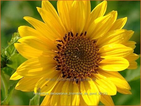 Helianthus decapetalus &#39;Triomphe de Gand&#39;