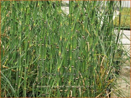 Equisetum hyemale var. robustum