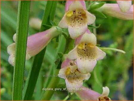 Digitalis &#39;Glory of Roundway&#39;