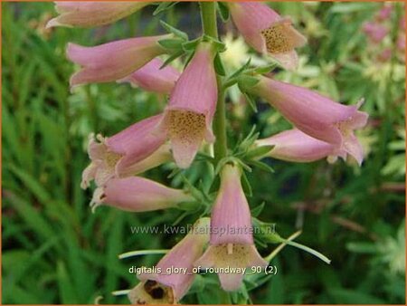 Digitalis &#39;Glory of Roundway&#39;