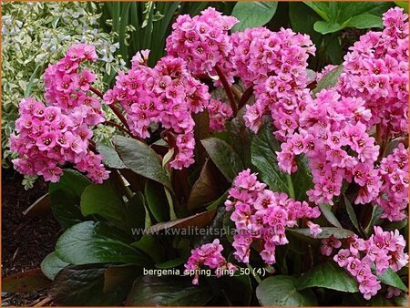 Bergenia &#39;Spring Fling&#39;