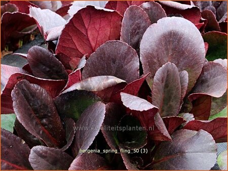 Bergenia &#39;Spring Fling&#39;