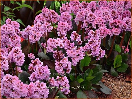 Bergenia &#39;Spring Fling&#39;