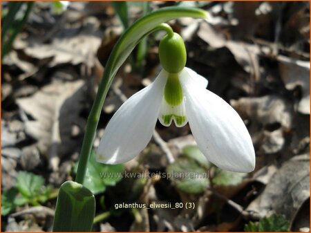 Galanthus elwesii