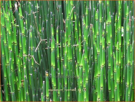 Equisetum hyemale