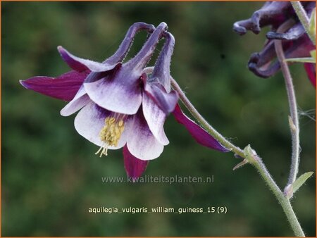 Aquilegia vulgaris &#39;William Guiness&#39;