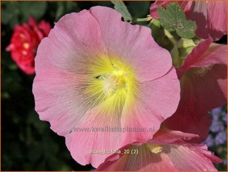 Alcea ficifolia