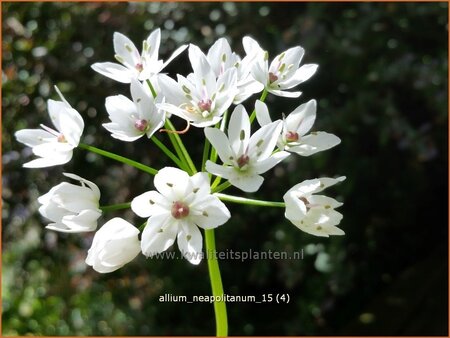 Allium neapolitanum