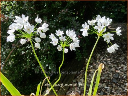 Allium neapolitanum