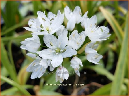 Allium neapolitanum