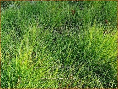 Deschampsia flexuosa