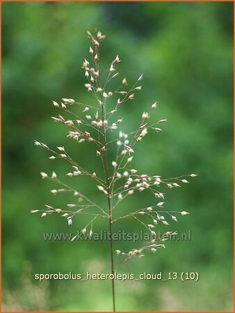 Sporobolus heterolepis &#39;Cloud&#39;