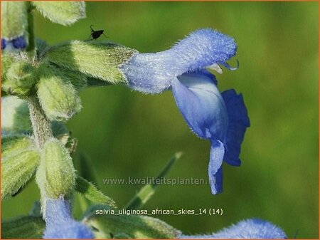 Salvia uliginosa &#39;African Skies&#39;