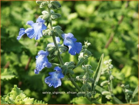 Salvia uliginosa &#39;African Skies&#39;