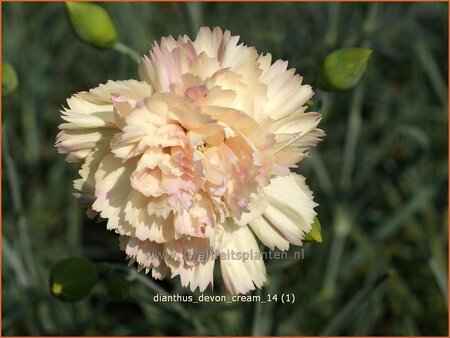 Dianthus &#39;Devon Cream&#39;