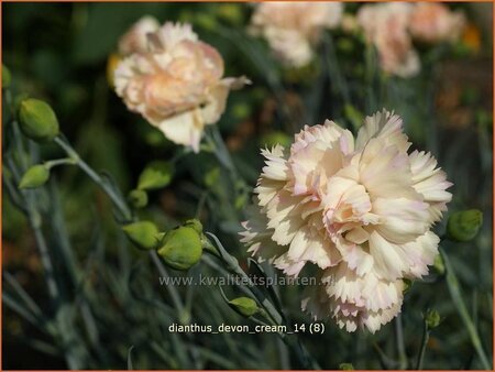 Dianthus &#39;Devon Cream&#39;