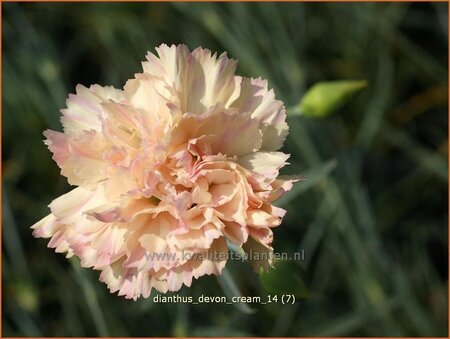 Dianthus &#39;Devon Cream&#39;