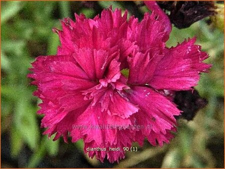 Dianthus &#39;Heidi&#39;