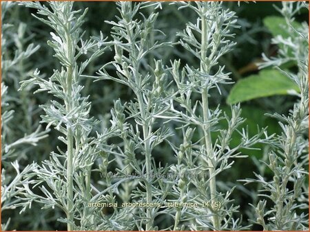 Artemisia arborescens &#39;Little Mice&#39;