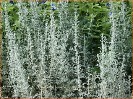 Artemisia arborescens &#39;Little Mice&#39;