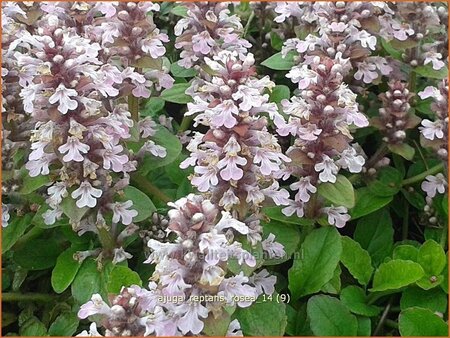 Ajuga reptans &#39;Rosea&#39;