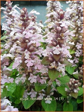 Ajuga reptans &#39;Rosea&#39;