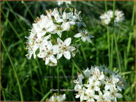 Allium tuberosum