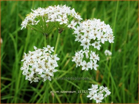 Allium tuberosum