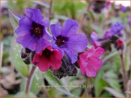 Pulmonaria saccharata &#39;Leopard&#39;