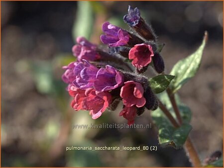 Pulmonaria saccharata &#39;Leopard&#39;