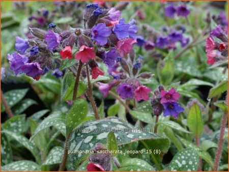 Pulmonaria saccharata &#39;Leopard&#39;