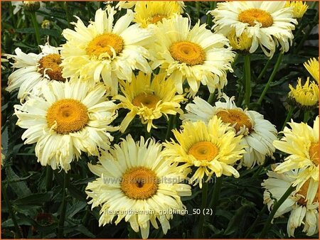 Leucanthemum &#39;Goldfinch&#39;