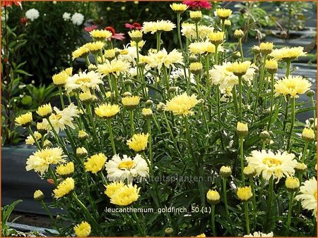 Leucanthemum &#39;Goldfinch&#39;