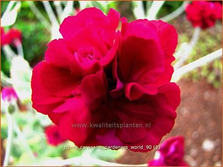 Lychnis coronaria &#39;Gardeners World&#39;