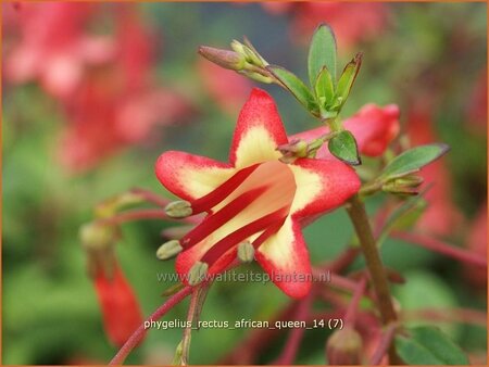 Phygelius rectus &#39;African Queen&#39;