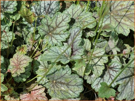 Heuchera &#39;Venus&#39;