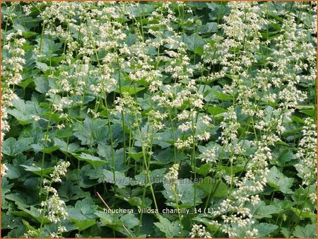 Heuchera villosa &#39;Chantilly&#39;